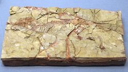 Diatomys shantungensis -Tianjin Natural History Museum.jpg