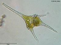 Ceratium hirundinella