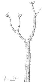 Yunia dichotoma reconstruccion.jpg