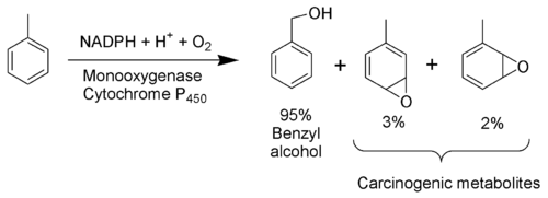 The metabolism of toluene