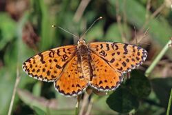 Spotted fritillary (Melitaea didyma) Macedonia 2.jpg