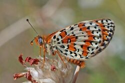 Spotted fritillary (Melitaea didyma) underside Macedonia.jpg