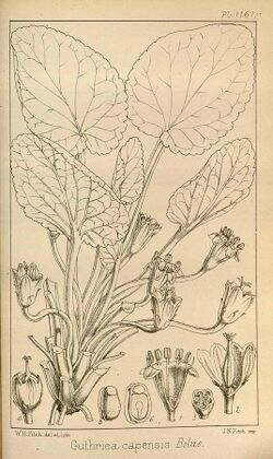 Guthriea capensis00.jpg