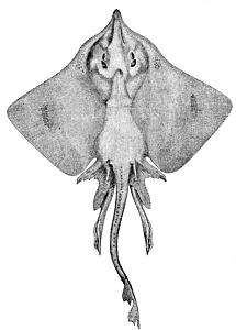 Barndoor Skate, Dipturus laevis