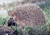 European Hedgehog