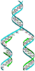 DNA replication split.svg