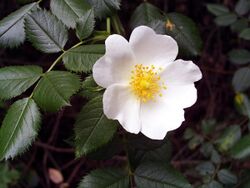 Rosa pouzinii FlowerCloseup SierraMadrona.jpg