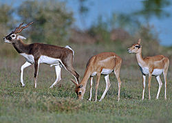 Blackbuck male female.jpg