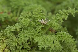 Scalesia helleri.jpg