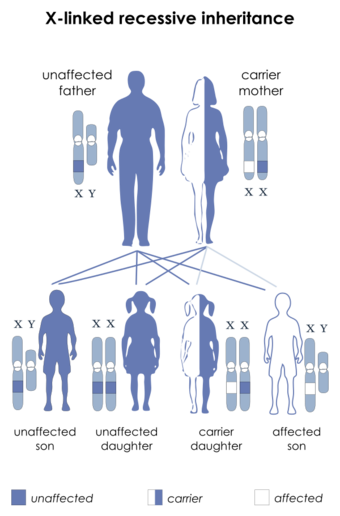 X-linked recessive.svg