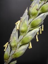 Anthesis stage