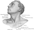 Anterolateral view of head and neck