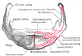 Hyoid bone—anterior surface, enlarged
