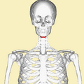 Position of hyoid bone (shown in red)