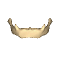 Shape of hyoid bone