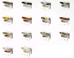 Hyposmocoma species7.JPG