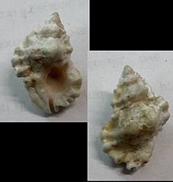 Bursa davidboschi 001.jpg