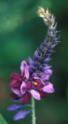 Flowering kudzu-thumb.USDA.jpg