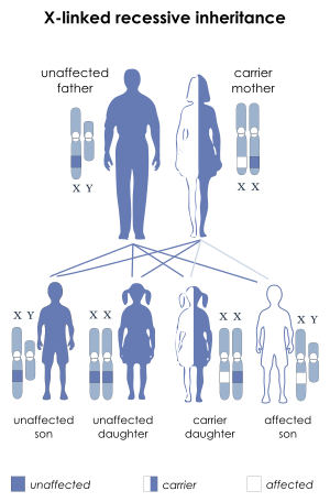X-linked recessive.svg