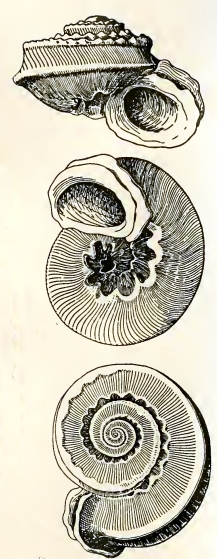 Circumstella devexa 001.jpg