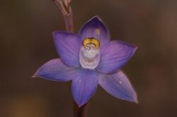 Thelymitra batesii.jpg