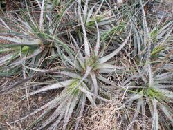 Hechtia sphaeroblasta (5742040235).jpg