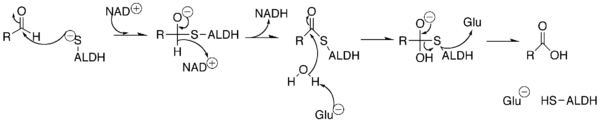 Mechanism of Aldehyde Dehydrogenase