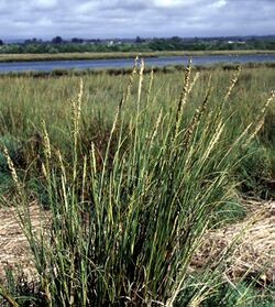 Spartinadensiflora.jpg