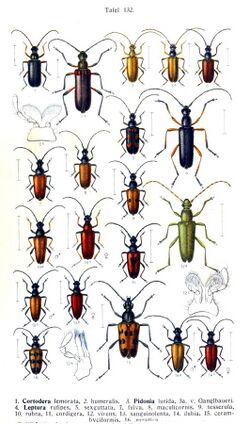 Reitter-1912 bugs3132.jpg