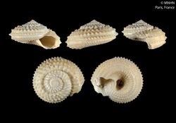 Calliotropis ostrideslithos (MNHN-IM-2000-9894).jpeg