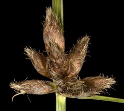 Bolboschoenus caldwellii - Flickr - Kevin Thiele.jpg