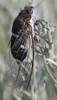 Cacama Albuquerque NM.JPG