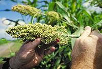 Sorghum.jpg