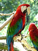 Guacamayo Rojo de Corrientes.