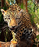 Yaguareté, habitante del norte argentino.