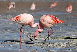 Flamencos de la puna.