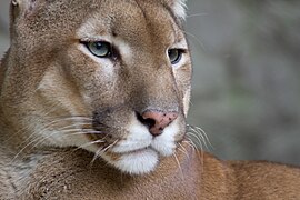 El puma habita en casi todo el país.