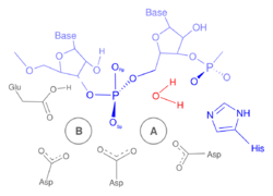 RNase H reaction mechanism