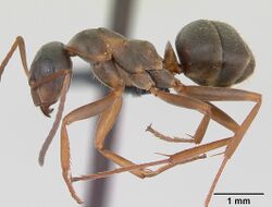 Formica cunicularia casent0173175 profile 1.jpg