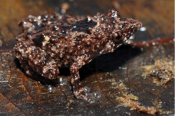 Choerophryne proboscidea.png