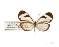 Oleria paula MHNT.jpg