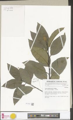 Ocotea gabonensis.jpg