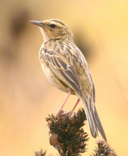 Nilgir Pipit (Anthus nilghiriensis) 18-Apr-2007 12-12-32 PM.JPG