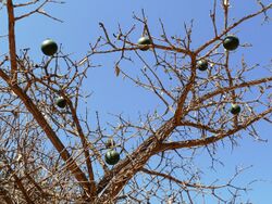 Strychnos cocculoides, klappers, b, Waterberg.jpg