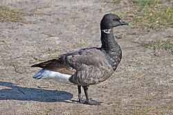 Branta bernicla bernicla - Brent Goose.jpg