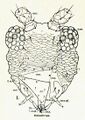 Asymmetric mouthparts of Heliothrips