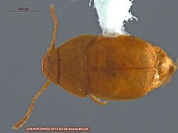 Leptinus occidentamericanus.jpg