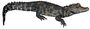 Bristol.zoo.westafrican.dwarf.croc.arp. white background.jpg