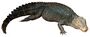 Dwarf Caiman white background.jpg