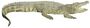 Siamese Crocodile white background.jpg